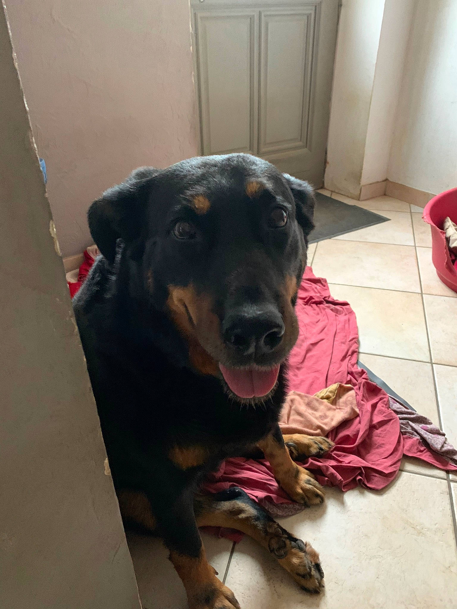 Fiby a rejoint le concours — aidez-le/la à gagner de superbes lots ! beauceron, canidae, carnivore, dog, dog_breed, guard_dog, huntaway, mammal, rottweiler, snout, sporting_group, vertebrate, working_dog