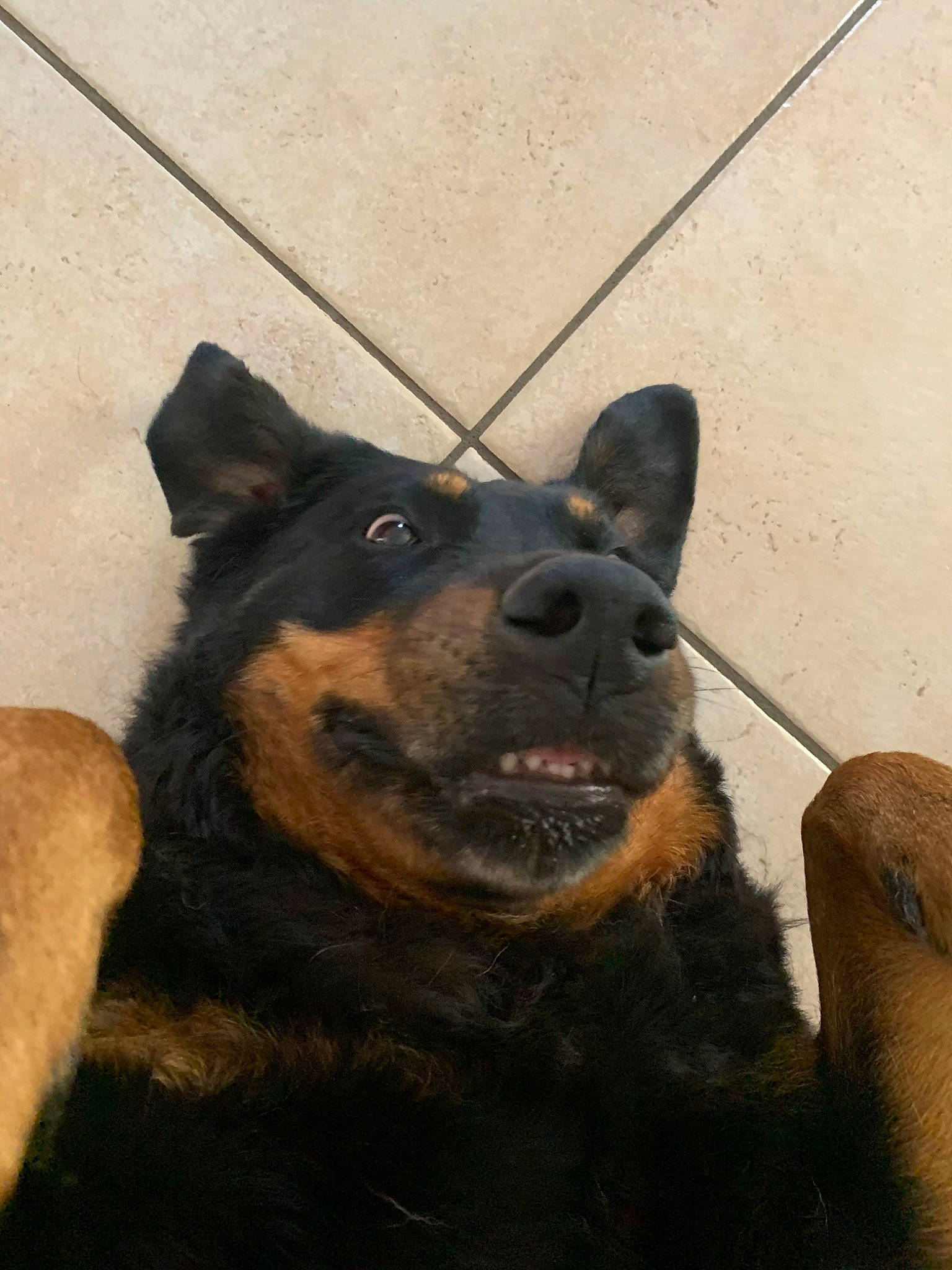 Fiby a rejoint le concours — aidez-le/la à gagner de superbes lots ! beauceron, canidae, carnivore, dog, dog_breed, huntaway, mammal, rottweiler, snout, sporting_group, vertebrate