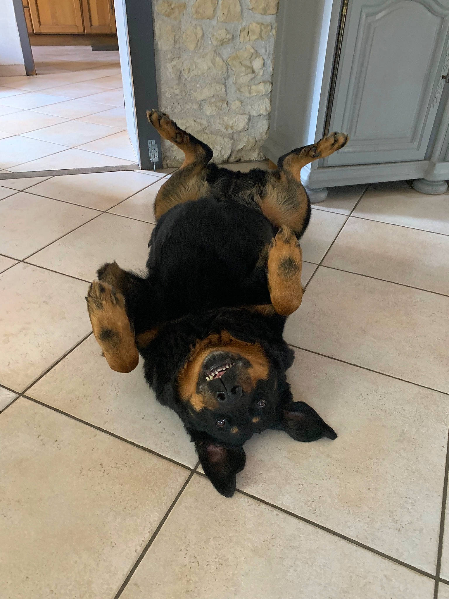 Fiby a rejoint le concours — aidez-le/la à gagner de superbes lots ! canidae, carnivore, dog, dog_breed, fawn, german_shepherd_dog, mammal, snout, sporting_group, tail, vertebrate