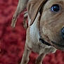 puppy, dog, brown_dog, close_up, pet, animal, curious, playful, indoor, carpet, furry, young_dog, canine, collar, whiskers, nose, eye, fur, cute, domestic_animal