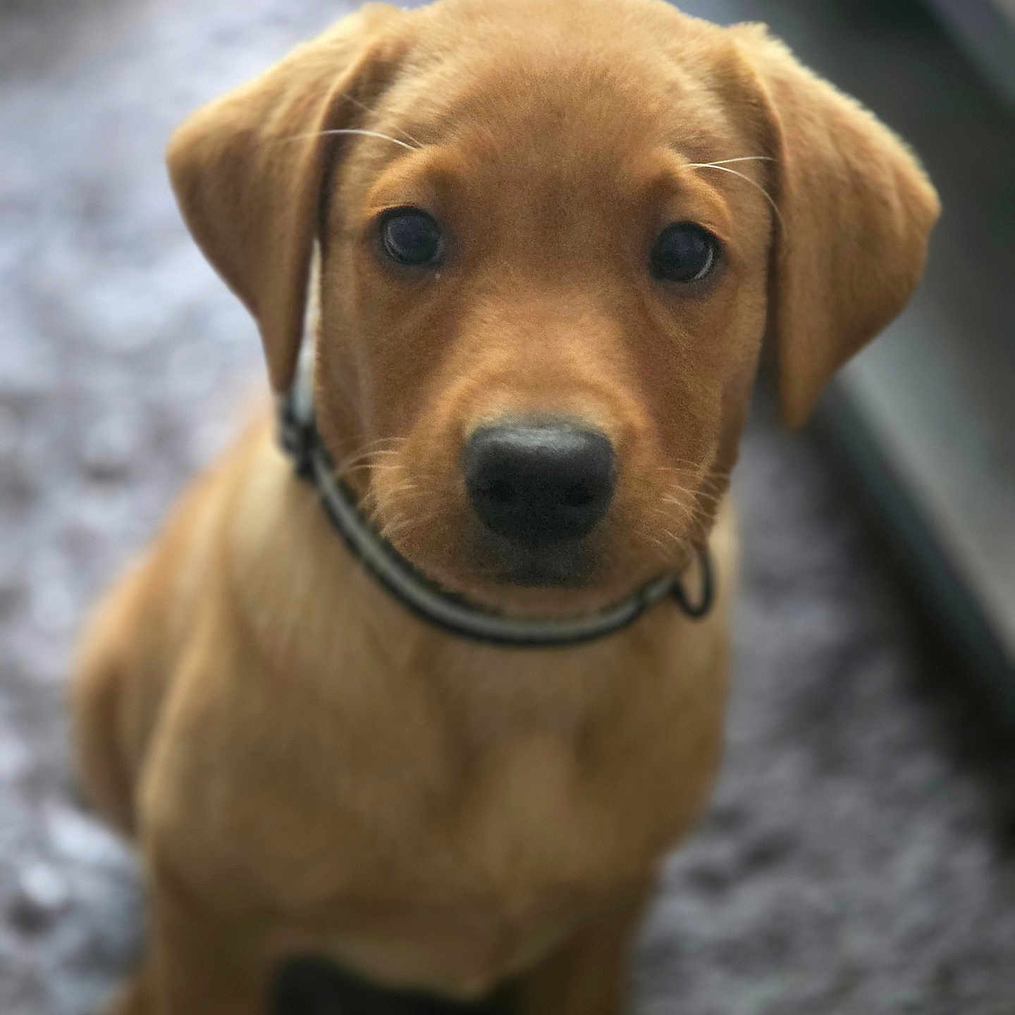 Max joined the competition — help win amazing prizes! adorable, animal, brown, close_up, collar, cute, dog, ears, face, fur, golden, indoor, looking, nose, pet, portrait, puppy, sitting, whiskers, young