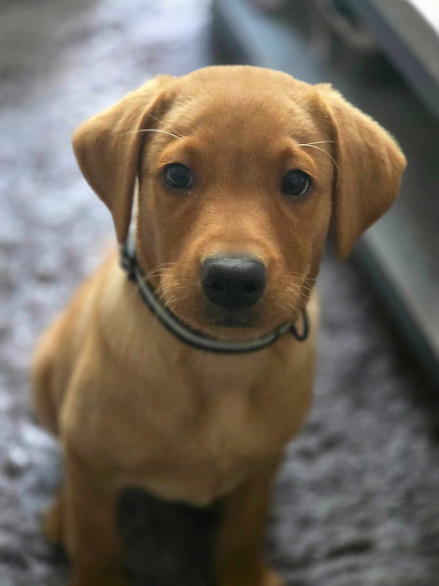 Max joined the competition — help win amazing prizes! puppy, dog, close_up, brown, golden, pet, animal, collar, cute, young, fur, portrait, indoor, looking, sitting, face, nose, ears, whiskers, adorable