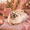 blanket, blue_eyes, candle, cat, cozy, cushion, decor, flowers, fluffy, knitted, outdoor, pet, pink, portrait, relaxed, romantic, soft_light, sunlight, vase, wooden_table