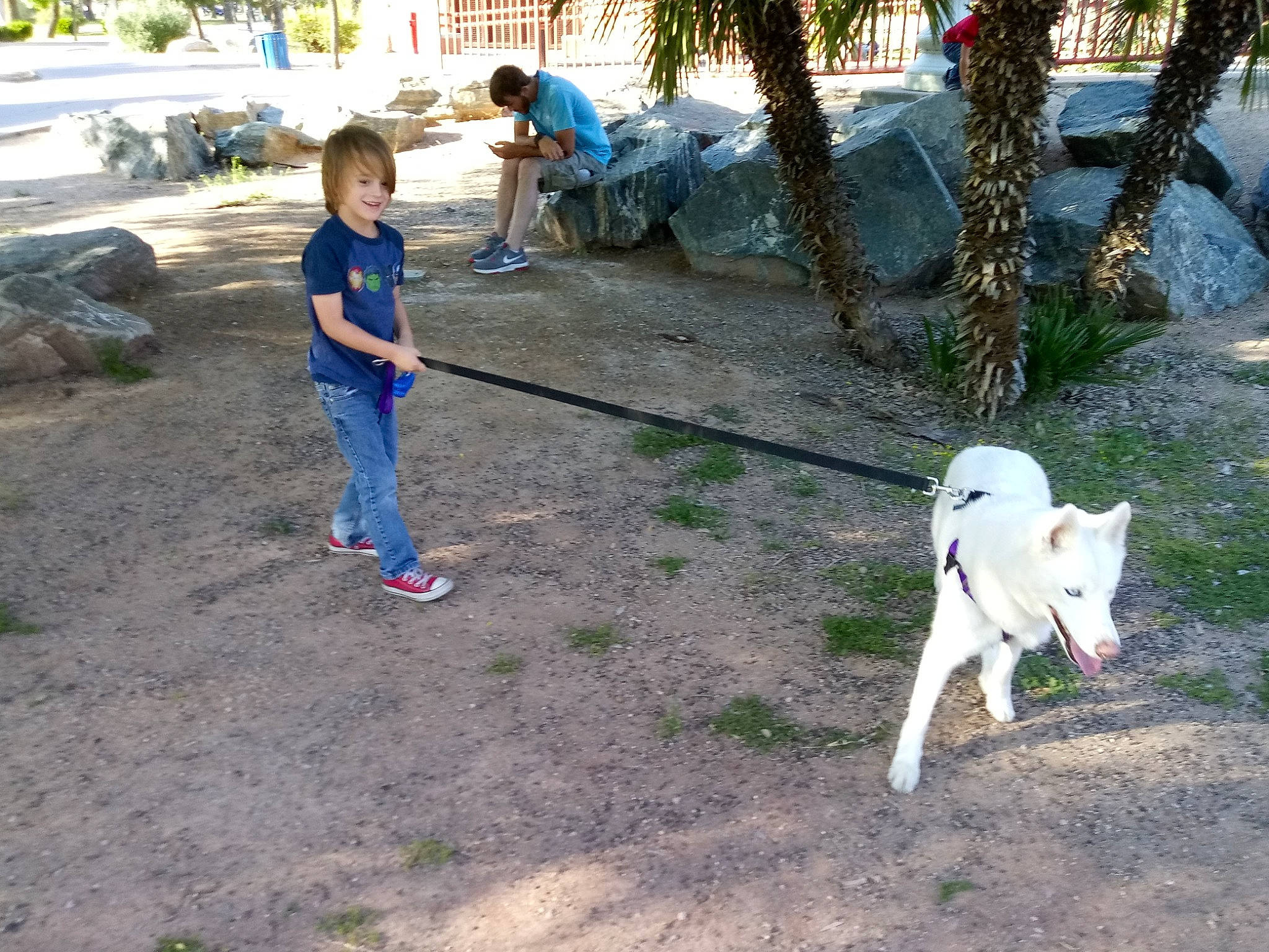 Luna is registered to the contest to win money with this photo: canidae, carnivore, dog, dog_breed, dog_walking, fawn, korean_jindo_dog, play, sporting_group