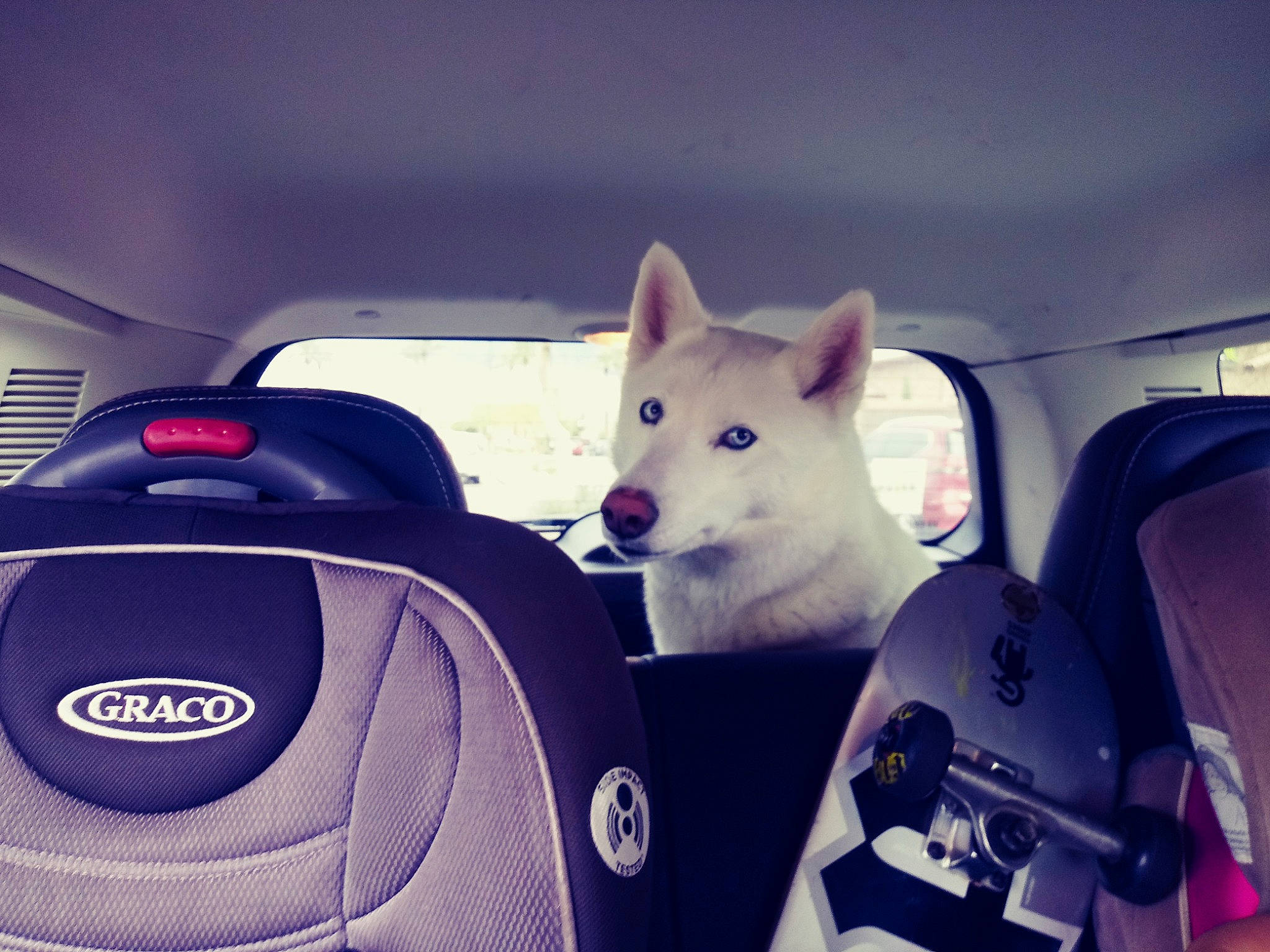 Luna is registered to the contest to win money with this photo: berger_blanc_suisse, canidae, car, carnivore, city_car, dog, driving, metal, non_sporting_group, shoe, siberian_husky, vehicle, vehicle_door, white_shepherd