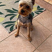 Milo participe au concours pour gagner de l'argent avec cette photo : dog, pet, small_dog, yorkshire_terrier, ears, sitting, curious, patio, tile_floor, rug, patterned_rug, sneakers, footwear, outdoor, animal, companion, fur, cute, brown, black