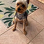 dog, pet, small_dog, yorkshire_terrier, ears, sitting, curious, patio, tile_floor, rug, patterned_rug, sneakers, footwear, outdoor, animal, companion, fur, cute, brown, black