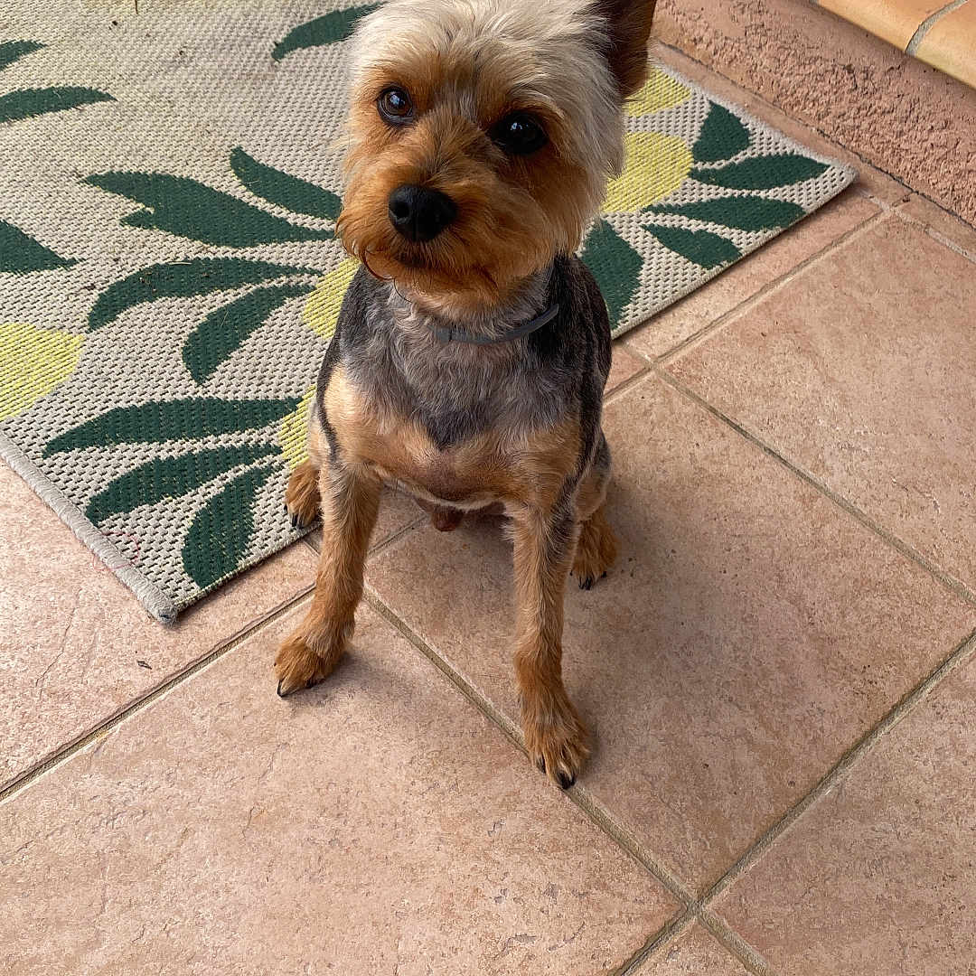 Milo participe au concours pour gagner de l'argent avec cette photo : animal, black, brown, companion, curious, cute, dog, ears, footwear, fur, outdoor, patio, patterned_rug, pet, rug, sitting, small_dog, sneakers, tile_floor, yorkshire_terrier