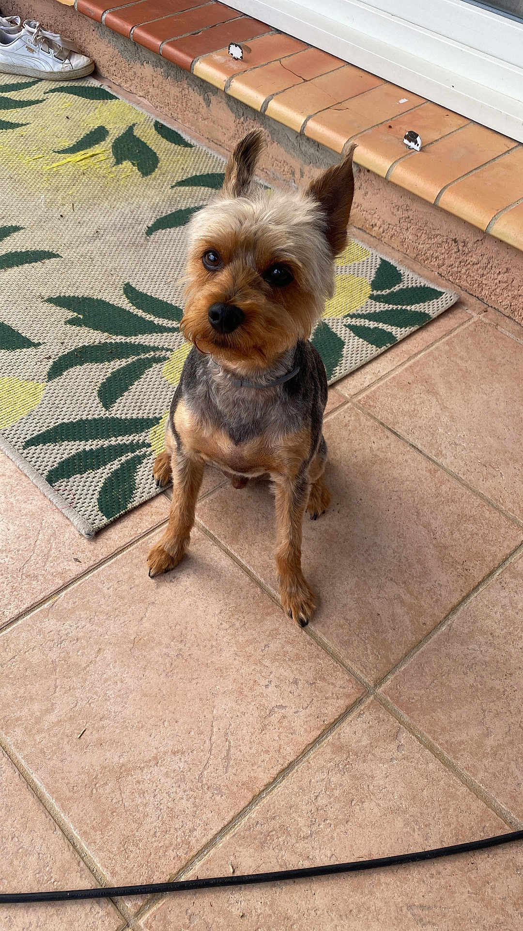 Milo participe au concours pour gagner de l'argent avec cette photo : dog, pet, small_dog, yorkshire_terrier, ears, sitting, curious, patio, tile_floor, rug, patterned_rug, sneakers, footwear, outdoor, animal, companion, fur, cute, brown, black