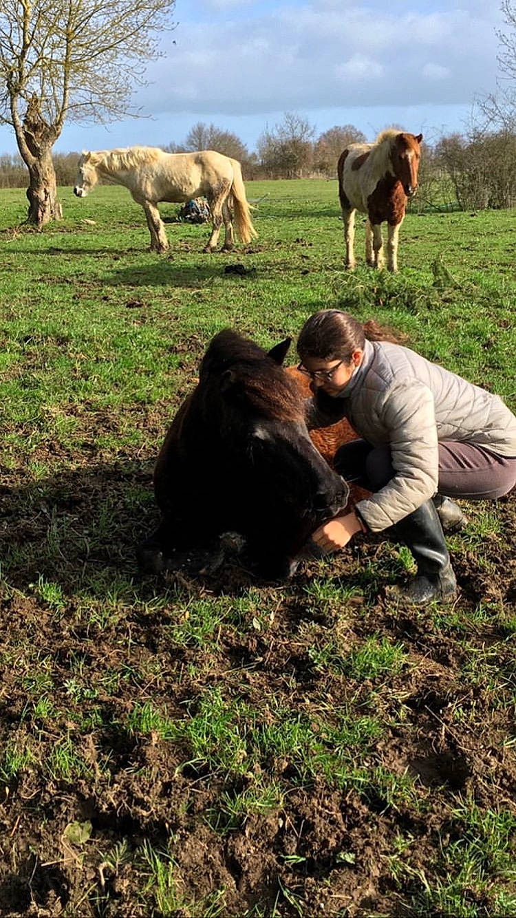 Mimi participe au concours pour gagner de l'argent avec cette photo : adaptation, bovine, farm, farmworker, field, grass, grassland, grazing, livestock, pasture, plant, rural_area, soil, tree, wildlife, working_animal