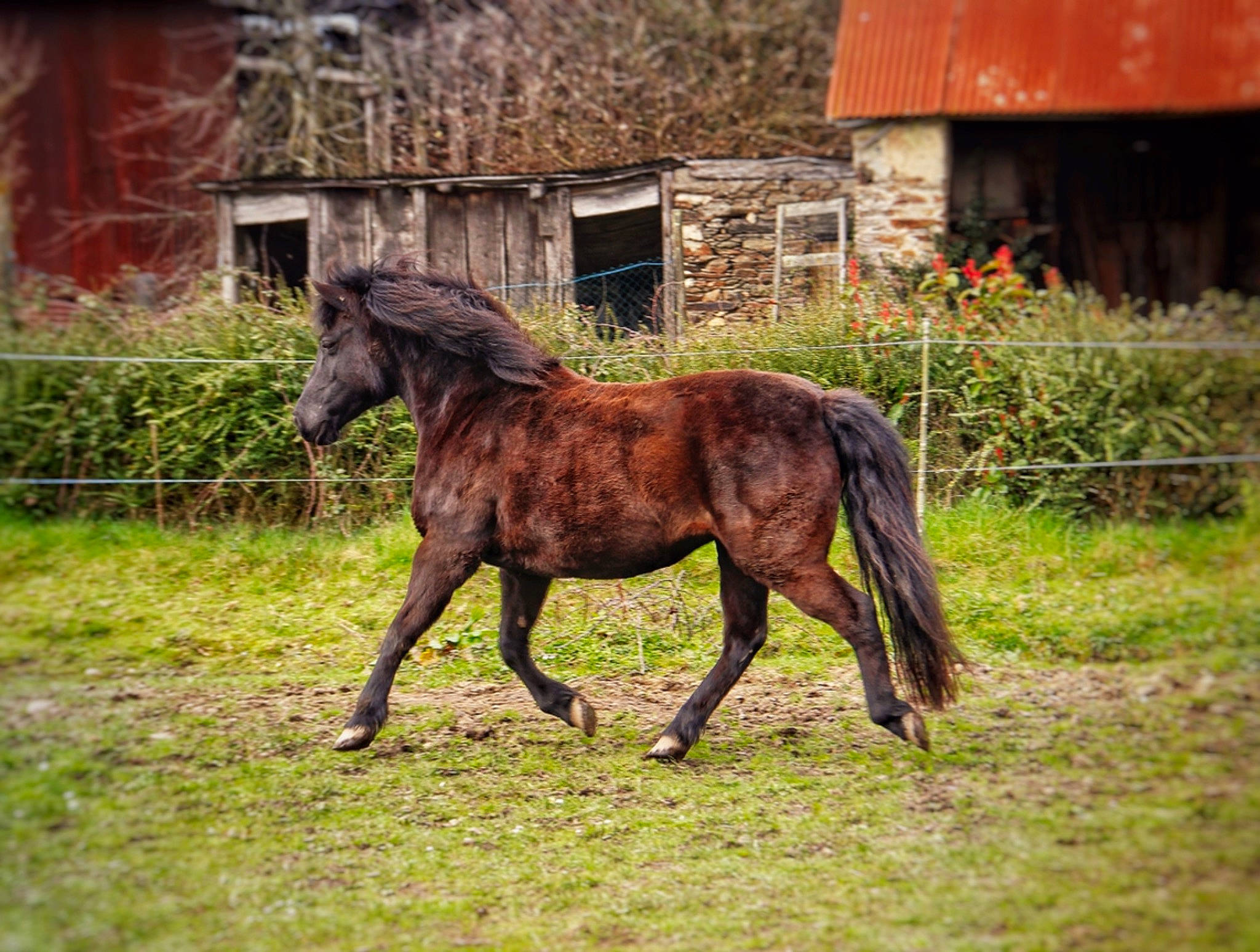 Mimi a rejoint le concours — aidez-le/la à gagner de superbes lots ! grass, grassland, grazing, horse, horse_supplies, house, landscape, liver, livestock, mane, mare, meadow, pack_animal, plant, snout, sorrel, terrestrial_animal, window, wood, working_animal