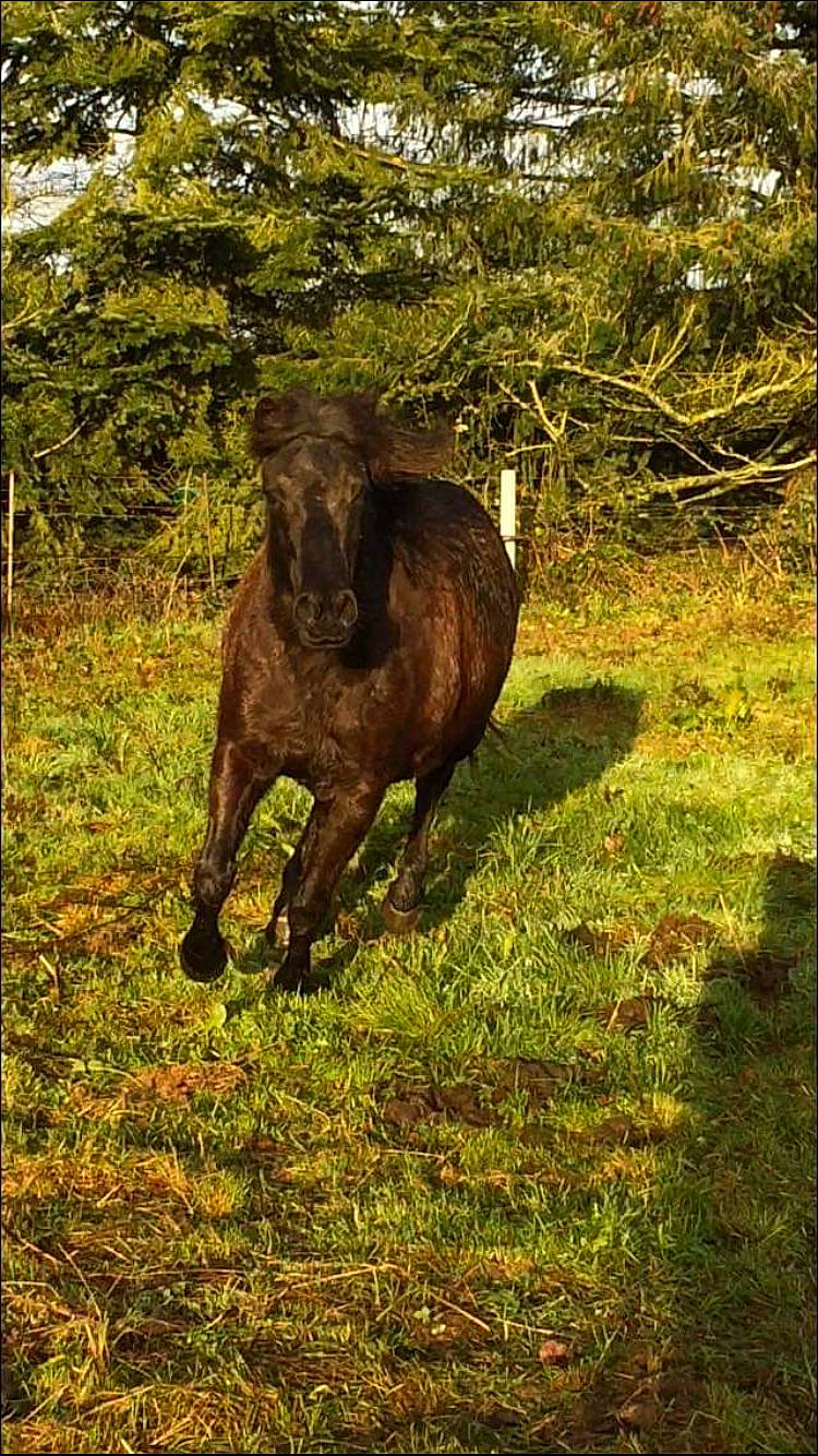 Mimi a rejoint le concours — aidez-le/la à gagner de superbes lots ! colt, foal, grass, horse, livestock, mane, mare, mustang_horse, pasture, plant, pony, shetland_pony, stallion, terrestrial_animal, tree, wildlife