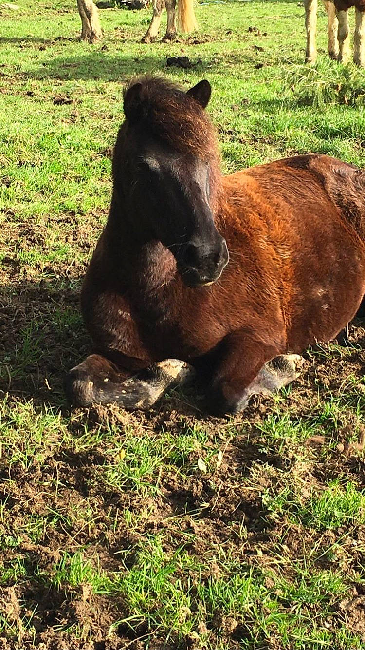 Mimi a rejoint le concours — aidez-le/la à gagner de superbes lots ! adaptation, colt, fawn, foal, grass, grassland, horse, livestock, mammal, mane, mare, mustang_horse, pasture, plant, pony, shetland_pony, snout, terrestrial_animal, vertebrate, wildlife