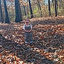 Beau joined the competition — help win amazing prizes! autumn, camo_overalls, child, daylight, environment, fall, forest, happy, leaves, nature, outdoor, person, playful, season, smiling, sunlight, toddler, trees, white_shirt, young_child