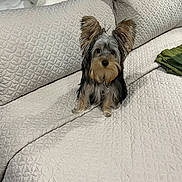 Benjamin joined the competition — help win amazing prizes! animal, bed, black, brown, curious, cute, dog, domestic, ears, fur, furniture, home, indoor, looking, pet, pillow, quilt, resting, small_dog, white