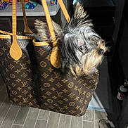 Benjamin James Smith joined the competition — help win amazing prizes! dog, handbag, louis_vuitton, indoor, tile_floor, pet, fur, small_dog, leather_straps, brown, black, tan, ears, cute, looking, furniture, household, bag, room, blurred_background