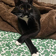Jasmine is registered to the contest to win money with this photo: cat, black_cat, white_paws, crossed_paws, whiskers, yellow_eyes, blanket, brown_blanket, bed, green_patterned_bedspread, indoor, pet, feline, cozy, resting, cute, animal, domestic_animal, portrait, relaxed