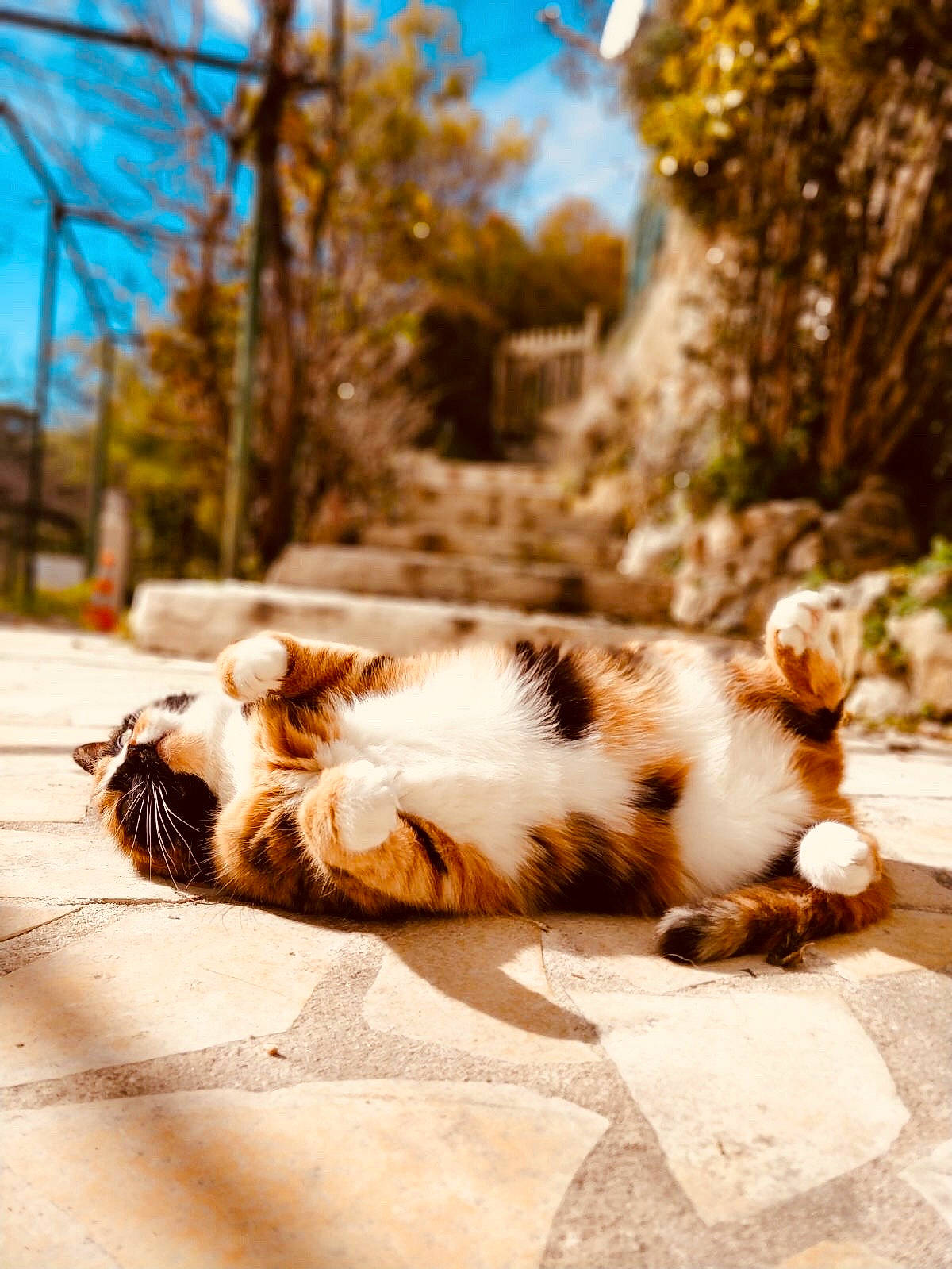 Channel a rejoint le concours — aidez-le/la à gagner de superbes lots ! canidae, carnivore, cat, cloud, companion_dog, domestic_short_haired_cat, fawn, felidae, fur, grass, plant, sky, small_to_medium_sized_cats, snout, tail, terrestrial_animal, tints_and_shades, tree, whiskers, wood