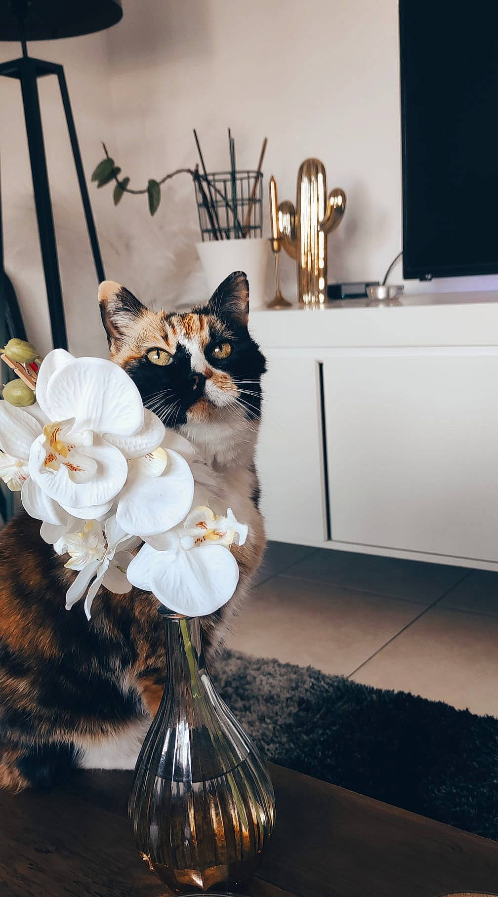 Channel participe au concours pour gagner de l'argent avec cette photo : carnivore, cat, drawer, dress, event, feather, felidae, flooring, flower, formal_wear, grey, hat, lamp, petal, plant, small_to_medium_sized_cats, table, tree, whiskers, window