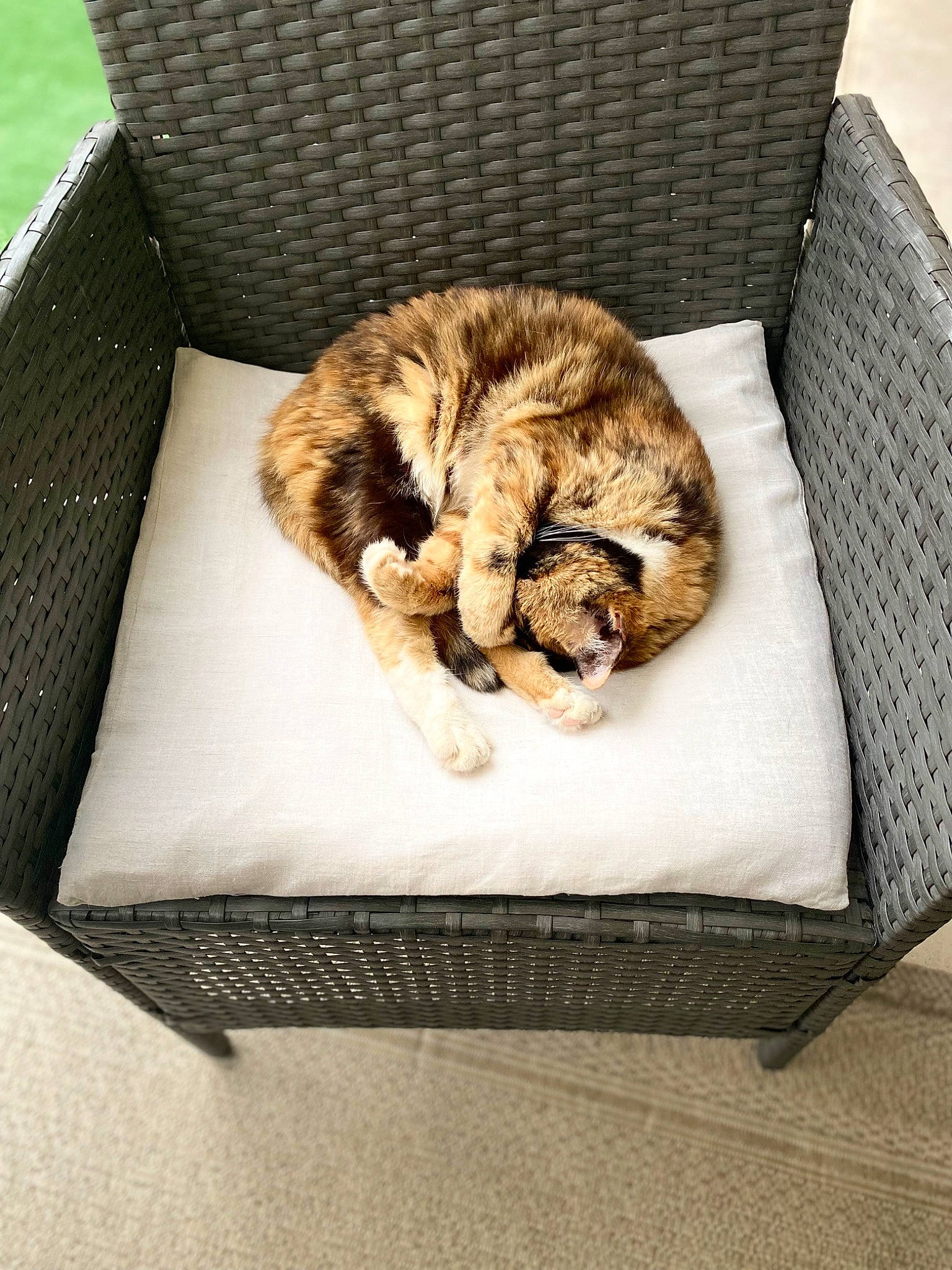 Channel a rejoint le concours — aidez-le/la à gagner de superbes lots ! canidae, carnivore, cat, cat_bed, cat_supply, comfort, companion_dog, couch, domestic_short_haired_cat, fawn, felidae, fur, linens, outdoor_furniture, small_to_medium_sized_cats, sporting_group, tail, whiskers, wicker, wood