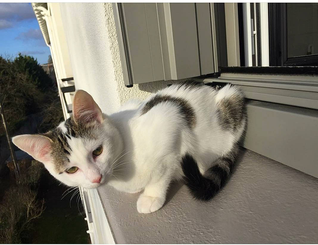 Banzaï participe au concours pour gagner de l'argent avec cette photo : aegean_cat, american_wirehair, carnivore, cat, domestic_short_haired_cat, european_shorthair, eye, facial_expression, felidae, kitten, mammal, paw, photo_caption, photography, polydactyl_cat, small_to_medium_sized_cats, snapshot, tail, whiskers, window