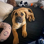 Rocco joined the competition — help win amazing prizes! animal, bed, brown_dog, companion, cozy, cute, dog, domestic_animal, fur, indoor, looking_up, lying_down, pet, pillow, puppy, relaxed, resting, soft_toys, stuffed_animal, young_dog