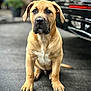 Rocco joined the competition — help win amazing prizes! alert, animal, black_car, blurred_background, cute, dog, domestic_animal, ears, face, four_legs, front_view, fur, looking, outdoor, pavement, pet, puppy, sitting, tan, young