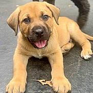 Rocco joined the competition — help win amazing prizes! puppy, dog, tan, cute, tongue_out, lying_down, outdoor, pet, canine, playful, closeup, fur, paw, animal, mammal, young, adorable, friendly, looking_at_camera, expression