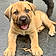 Rocco