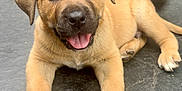 Rocco joined the competition — help win amazing prizes! adorable, animal, canine, closeup, cute, dog, expression, friendly, fur, looking_at_camera, lying_down, mammal, outdoor, paw, pet, playful, puppy, tan, tongue_out, young