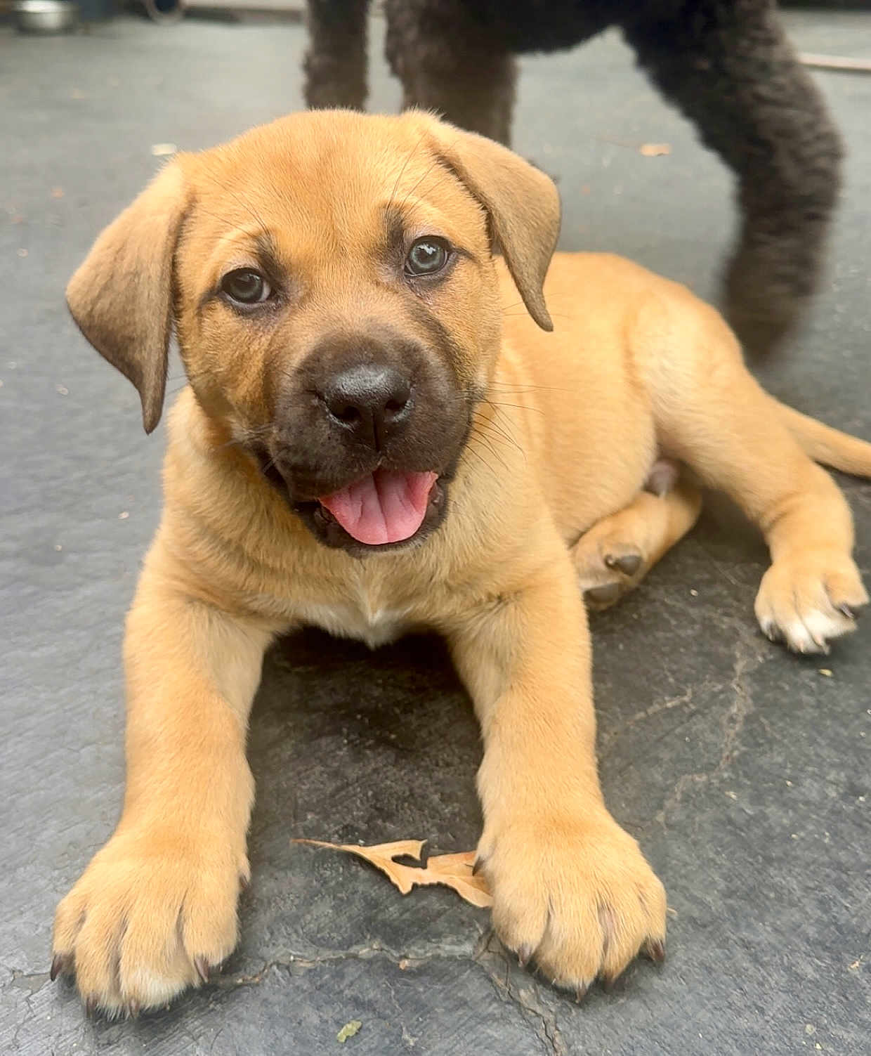 Rocco joined the competition — help win amazing prizes! puppy, dog, tan, cute, tongue_out, lying_down, outdoor, pet, canine, playful, closeup, fur, paw, animal, mammal, young, adorable, friendly, looking_at_camera, expression