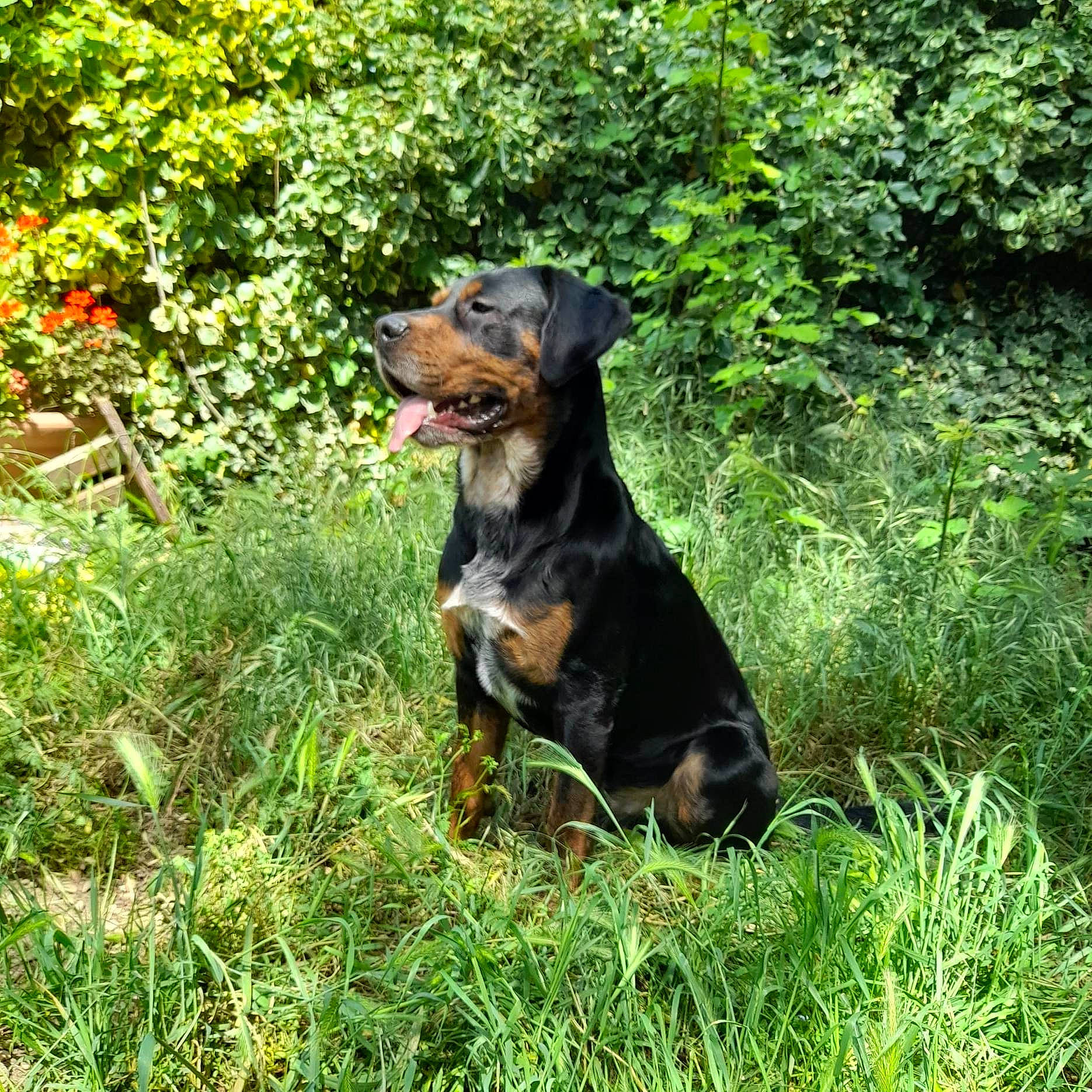 Fils participe au concours pour gagner de l'argent avec cette photo : austrian_black_and_tan_hound, canidae, carnivore, companion_dog, dog, dog_breed, flower, grass, groundcover, guard_dog, hound, hunting_dog, plant, rottweiler, scent_hound, snout, sporting_group, terrestrial_animal, working_animal, working_dog