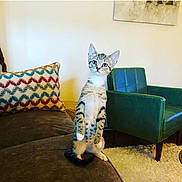 Eevee is registered to the contest to win money with this photo: kitten, cat, standing, couch, pillow, zigzag_pattern, green_armchair, carpet, indoor, living_room, pet, curious, feline, fur, whiskers, alert, domestic_animal, cute, small, young