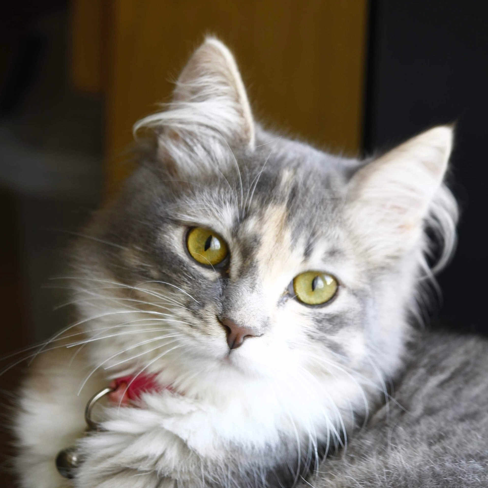 Nala