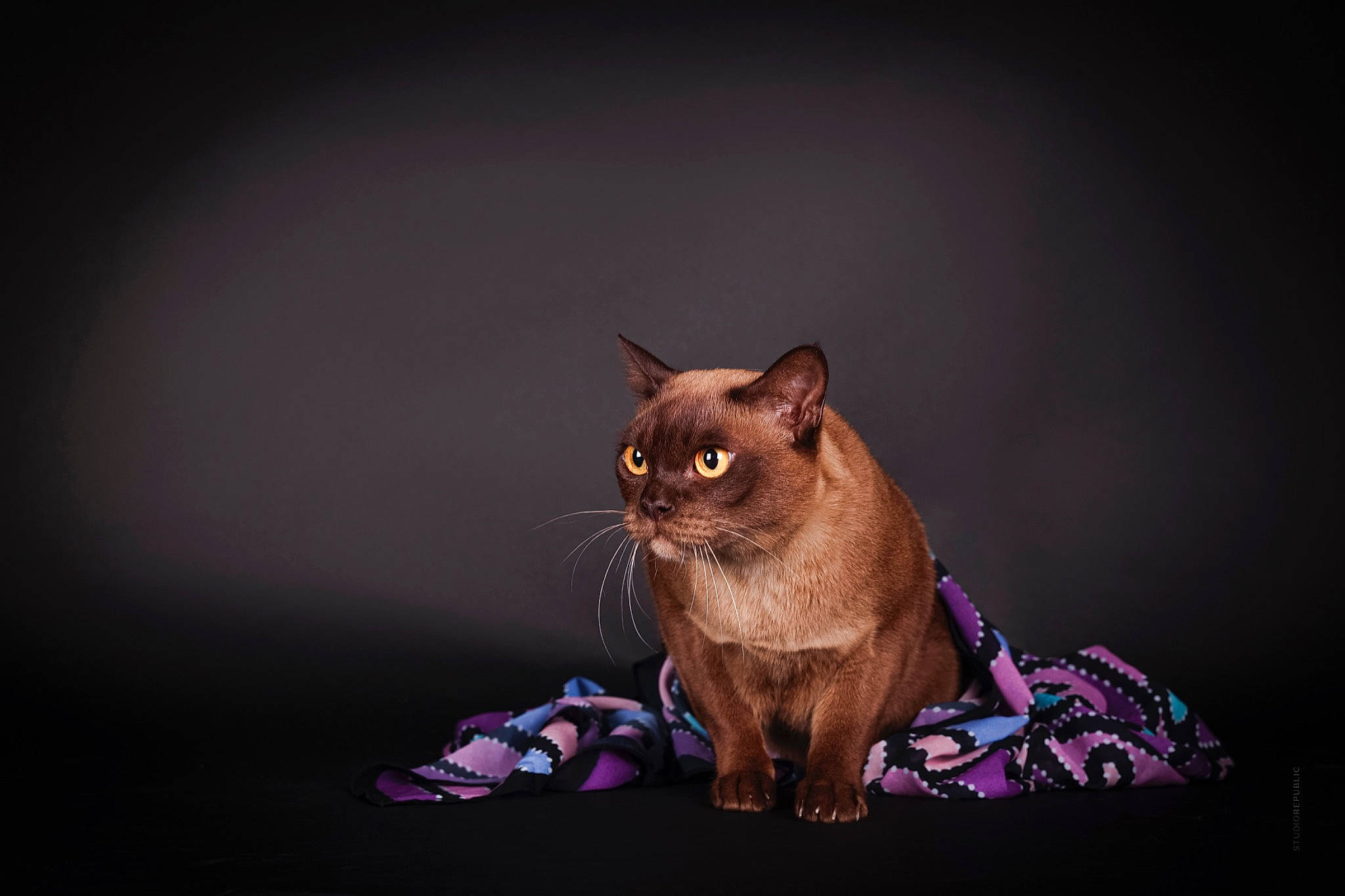 Heidi Rose joined the competition — help win amazing prizes! carnivore, cat, darkness, domestic_short_haired_cat, fawn, felidae, fur, macro_photography, magenta, plant, purple, sitting, small_to_medium_sized_cats, snout, still_life_photography, tail, tree, whiskers, wildlife