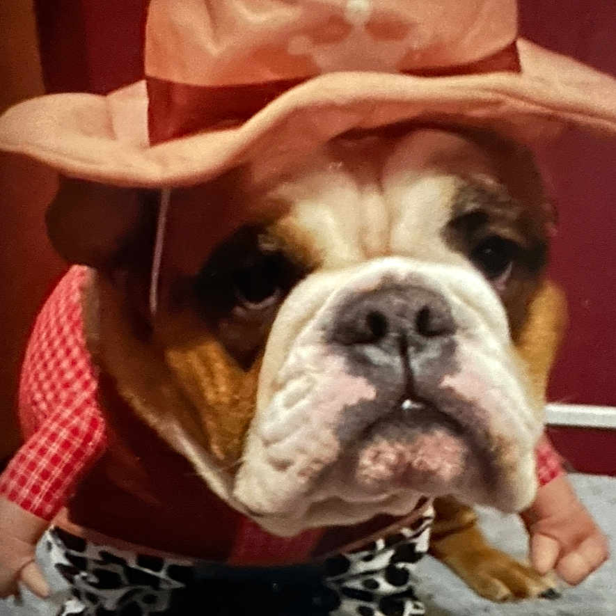 Bella. And Raja joined the competition — help win amazing prizes! animal, baby, bodypart, bostonbull, boxer, bulldog, canine, cap, clothing, cowboyhat, dog, finger, frenchbulldog, hat, hound, person, pet, pitbull, puppy, sunhat