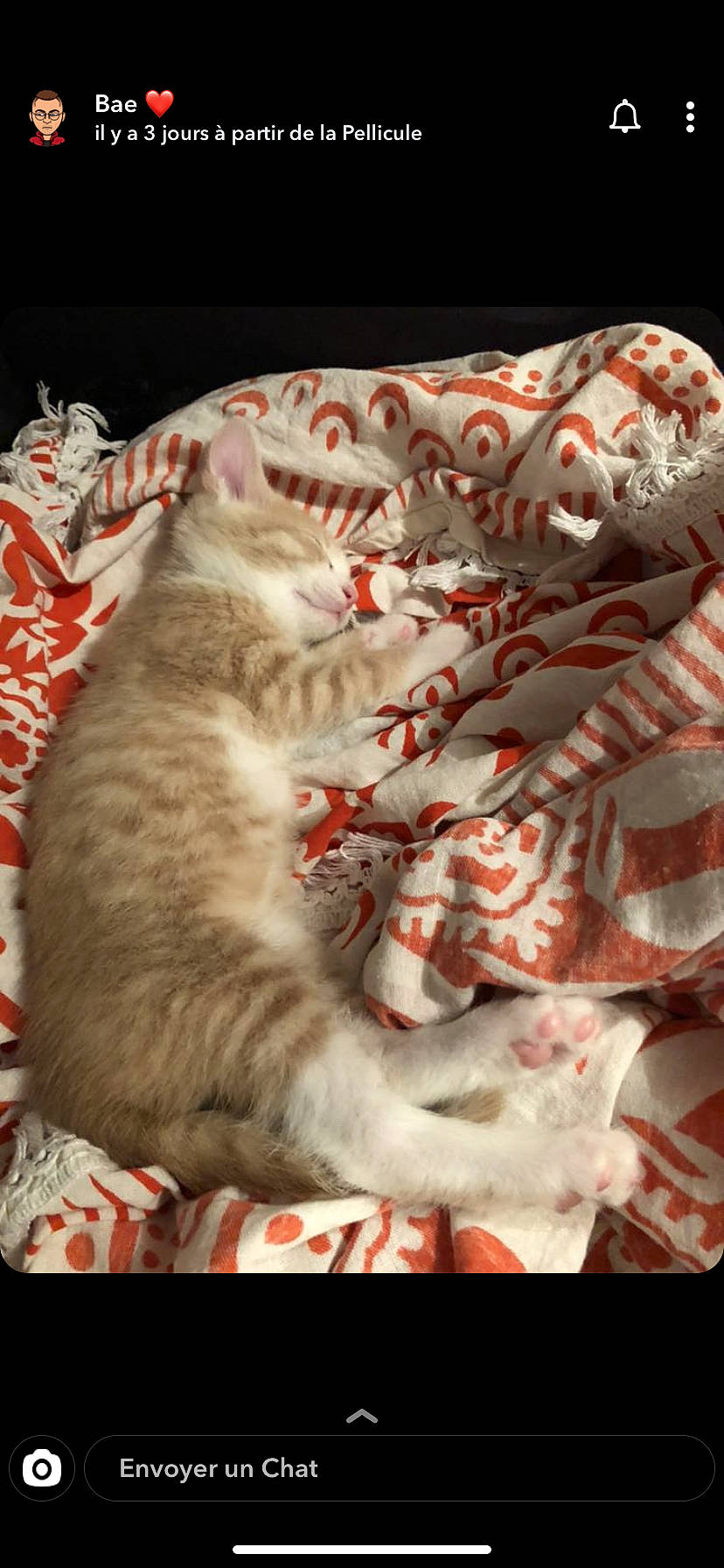 Hélios participe au concours pour gagner de l'argent avec cette photo : asian, carnivore, cat, christmas, felidae, kitten, persian, small_to_medium_sized_cats, whiskers