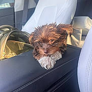 Thor joined the competition — help win amazing prizes! puppy, dog, car_interior, leather, armrest, backpack, sunlight, seat, cute, pet, brown_fur, white_fur, small_dog, fur, indoors, window, seatbelt, relaxing, closeup, companion