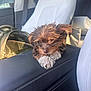 puppy, dog, car_interior, leather, armrest, backpack, sunlight, seat, cute, pet, brown_fur, white_fur, small_dog, fur, indoors, window, seatbelt, relaxing, closeup, companion
