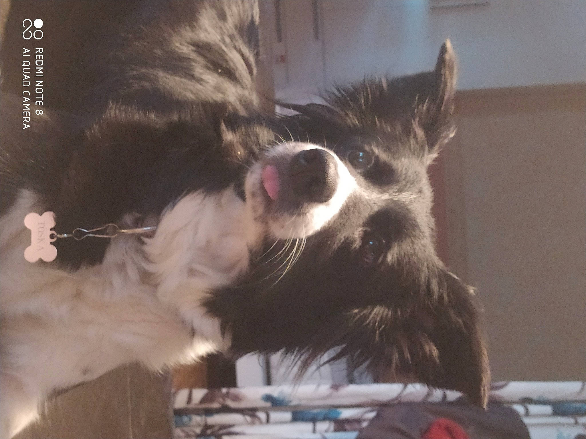 Toska a rejoint le concours — aidez-le/la à gagner de superbes lots ! border_collie, canidae, carnivore, claw, collar, comfort, companion_dog, dog, dog_breed, fang, felidae, fur, paw, small_to_medium_sized_cats, snout, sporting_group, tail, whiskers, working_animal, yawn