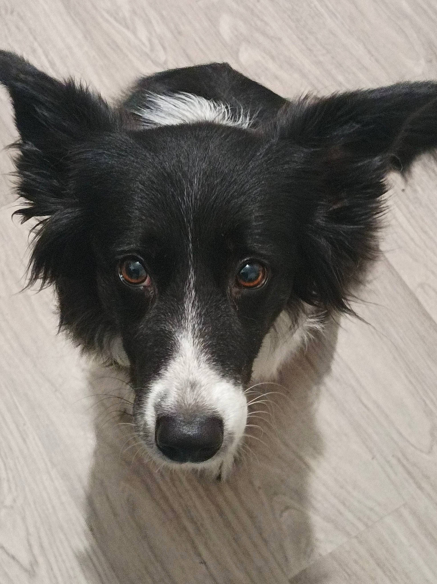 Toska a rejoint le concours — aidez-le/la à gagner de superbes lots ! border_collie, canidae, carnivore, companion_dog, dog, dog_breed, fur, hardwood, herding_dog, snout, sporting_group, whiskers, wood, working_animal, working_dog