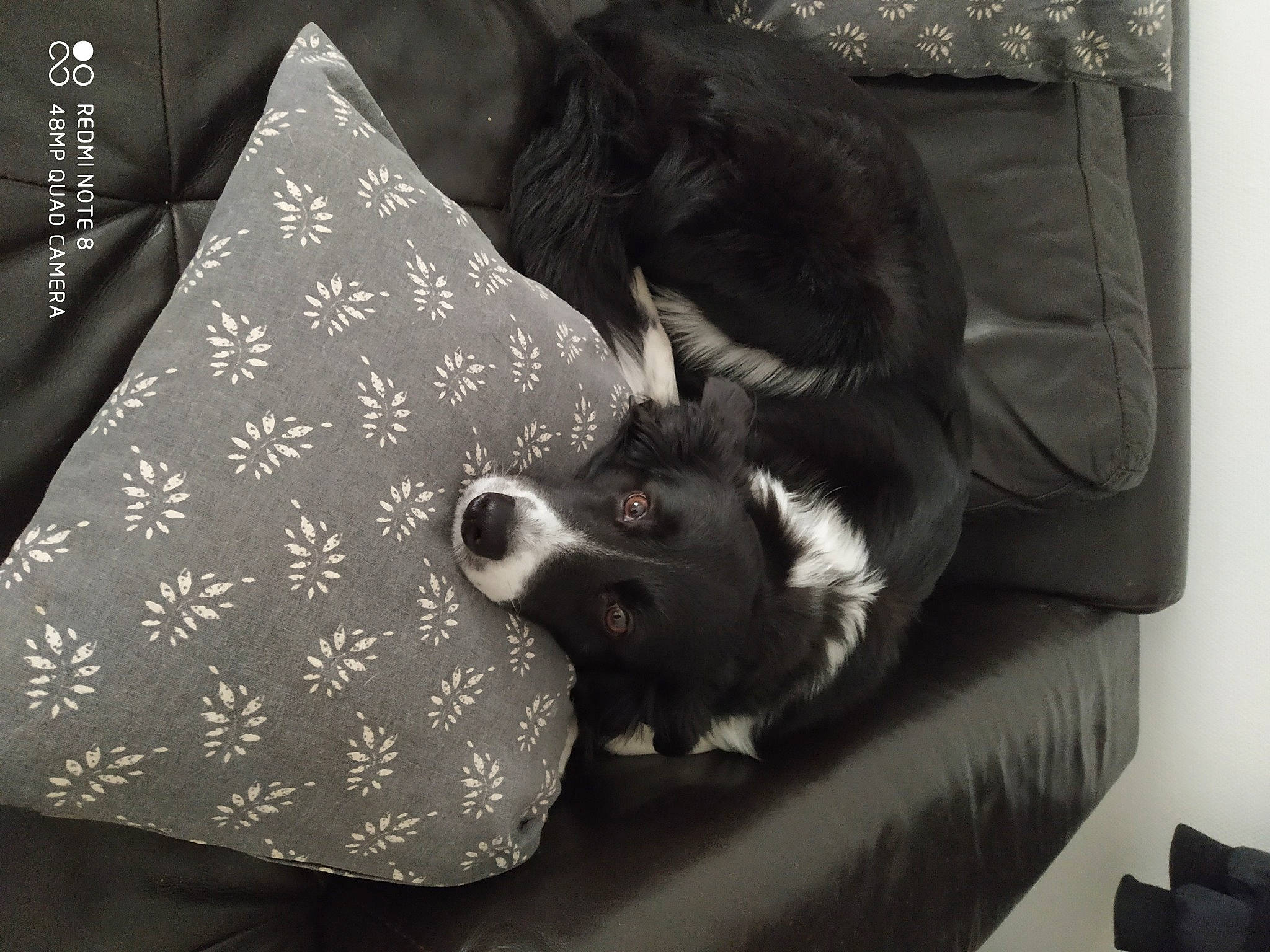 Toska a rejoint le concours — aidez-le/la à gagner de superbes lots ! carnivore, comfort, companion_dog, couch, darkness, dog, dog_breed, dog_supply, felidae, fur, grey, linens, monochrome, monochrome_photography, pattern, room, small_to_medium_sized_cats, textile, toy_dog, whiskers