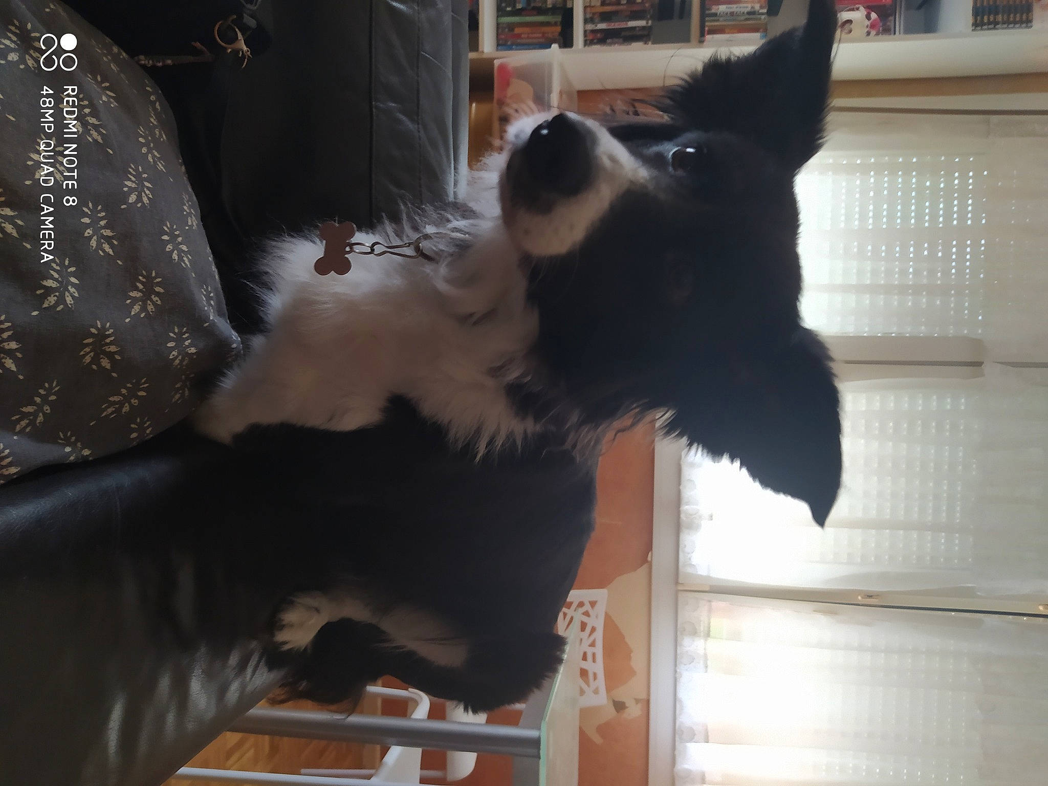 Toska a rejoint le concours — aidez-le/la à gagner de superbes lots ! border_collie, canidae, carnivore, companion_dog, dog, dog_breed, ear, formal_wear, fur, natural_material, non_sporting_group, snout, sporting_group, tail, whiskers, working_animal, working_dog