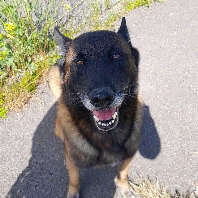Iwok participe au concours pour gagner de l'argent avec cette photo : ancient_dog_breeds, canidae, carnivore, collar, companion_dog, dog, dog_breed, dog_collar, east_european_shepherd, german_shepherd_dog, herding_dog, old_german_shepherd_dog, plant, road_surface, snout, sporting_group, tar, working_animal, working_dog