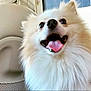 dog, white, fluffy, tongue_out, happy, pet, animal, close_up, smiling, indoor, car_interior, fur, cute, face, nose, ears, mouth, eyes, portrait, companion