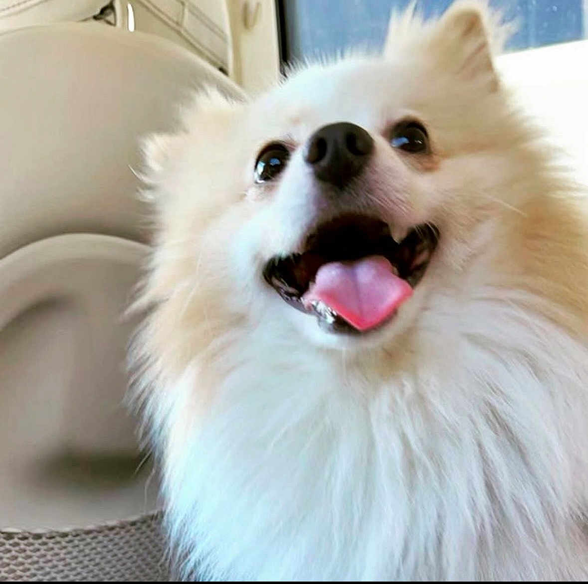 Milo joined the competition — help win amazing prizes! dog, white, fluffy, tongue_out, happy, pet, animal, close_up, smiling, indoor, car_interior, fur, cute, face, nose, ears, mouth, eyes, portrait, companion