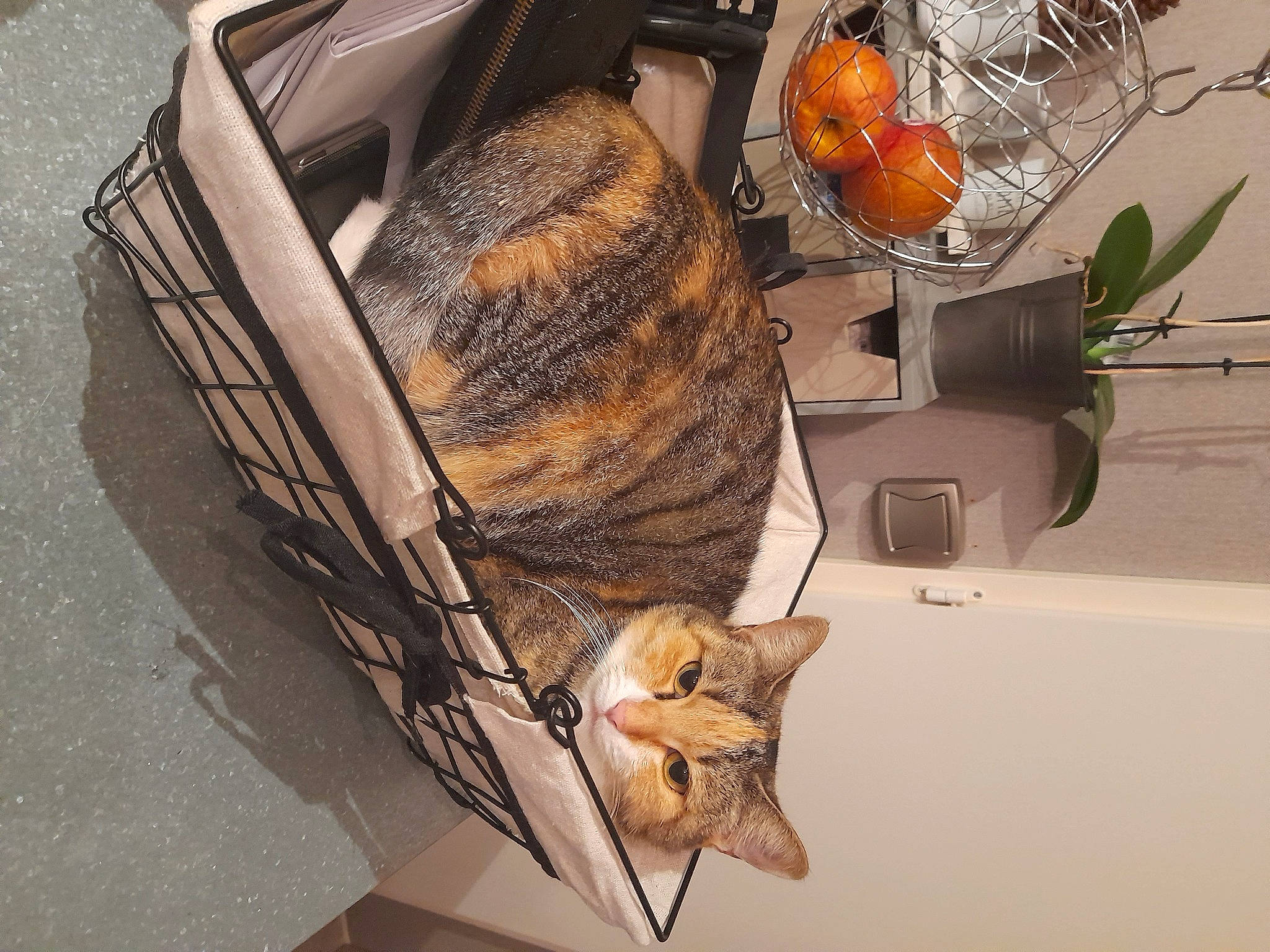 Bella participe au concours pour gagner de l'argent avec cette photo : automotive_lighting, clementine, felidae, flowerpot, food, fruit, fur, home_appliance, houseplant, ingredient, kitchen_appliance, plant, recipe, room, tail, tangelo, vegetable, vehicle_door, whiskers, wood