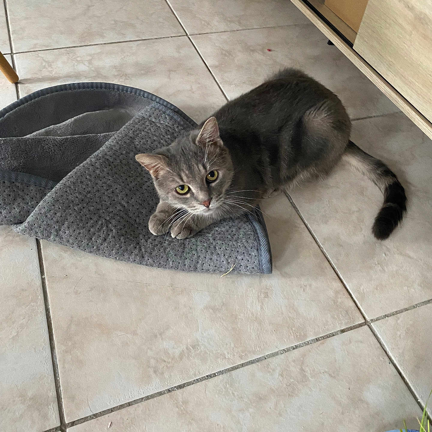 Grisou participe au concours pour gagner de l'argent avec cette photo : abyssinian, accessories, alloywheel, animal, blanket, box, cat, egyptiancat, hardwood, homedecor, indoors, kitten, manx, mat, pet, rug, slate, strap, tile, wood