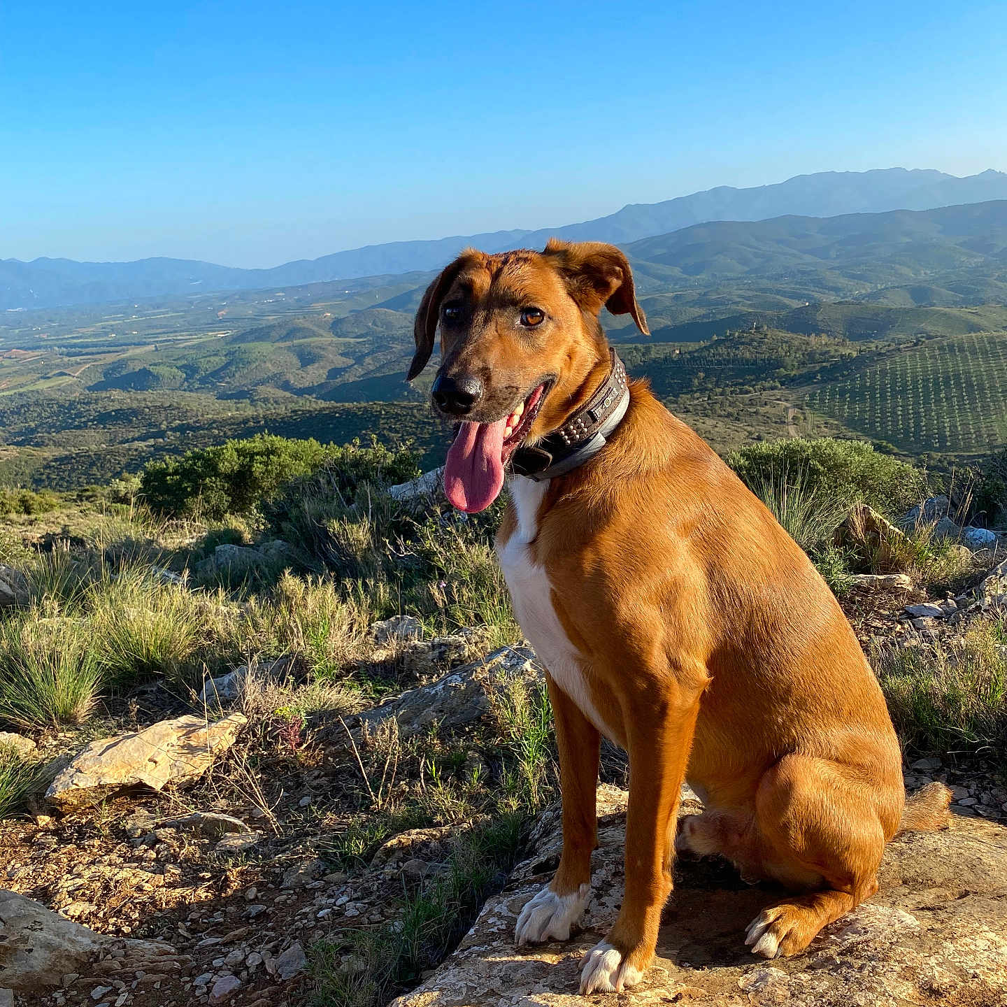 Sherlock participe au concours pour gagner de l'argent avec cette photo : animal, canine, dog, grass, hound, labradorretriever, landscape, nature, outdoors, path, pet, plant, puppy, rock, scenery, sky, soil, tree, vegetation, wilderness