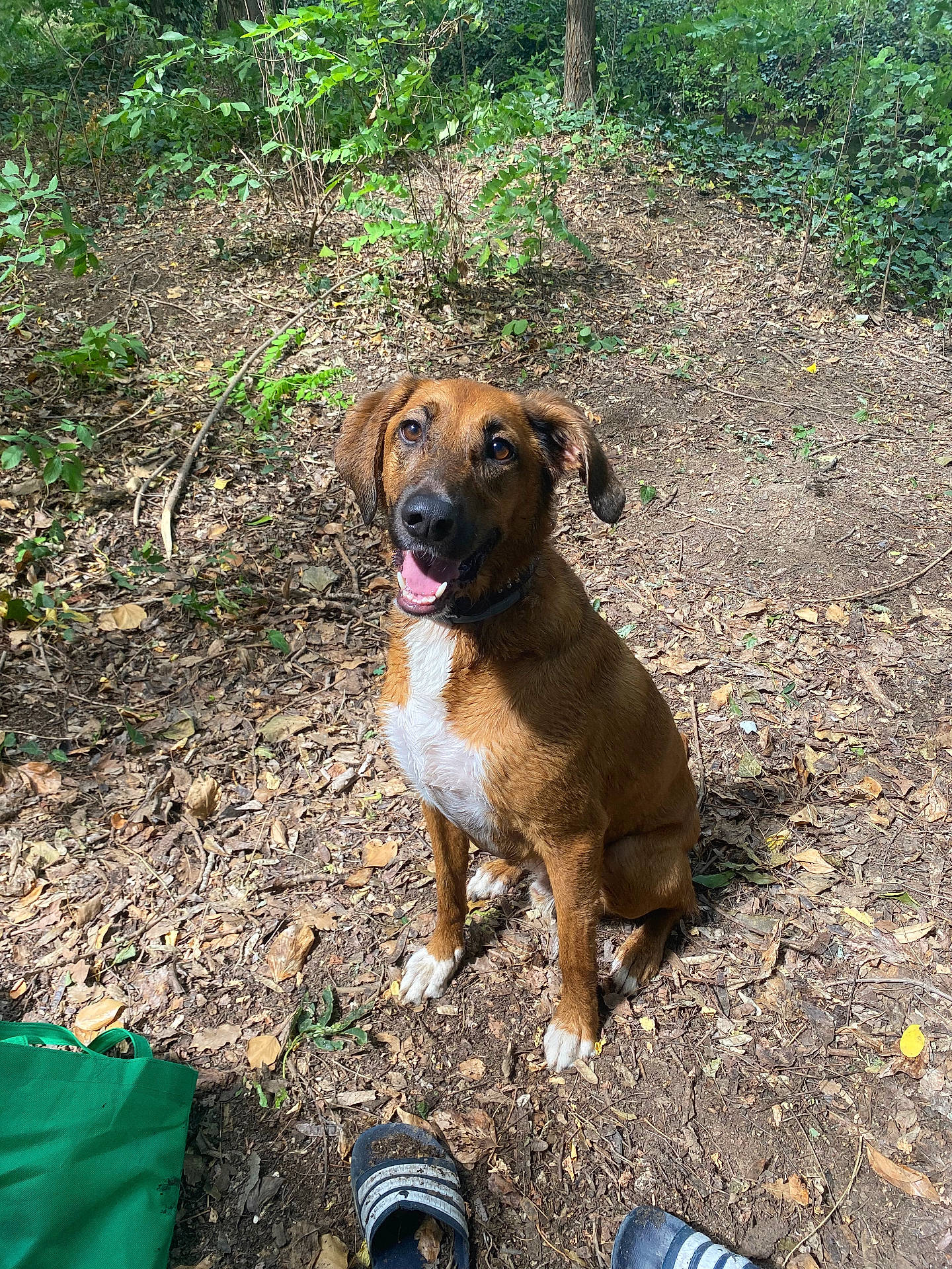 Sherlock a rejoint le concours — aidez-le/la à gagner de superbes lots ! accessories, animal, canine, clothing, dog, footwear, grass, grove, land, nature, outdoors, pet, plant, puppy, shoe, sneaker, soil, tree, vegetation, woodland